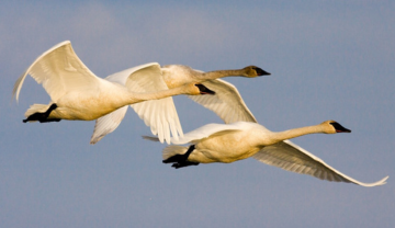 Swans in flight