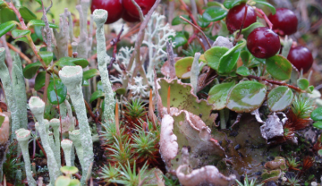 Forest floor with lichen, berries and moss. 