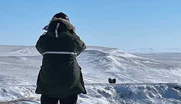 A conservation officer spots a Muskox.