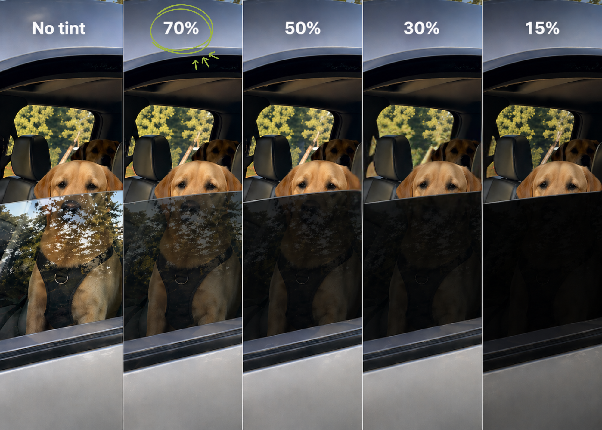 View into a parked vehicle showing a dog visible through the front window at different tint levels, from no tint to 15 per cent VLT, illustrating how darker tint obscures visibility inside the car.