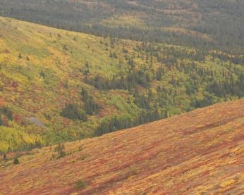 Montana Mountain, autumn colours