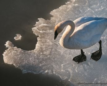 A photo of a swan walking on the icy edge of a lake, taken by Takeshi Hanatani Photography.