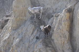 Sheep Mineral lick
