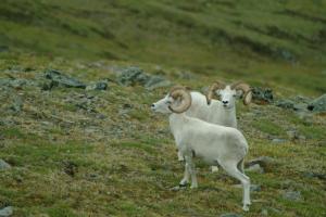 Engineer Creek sheep lick
