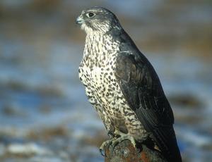 Gyrfalcon Nest