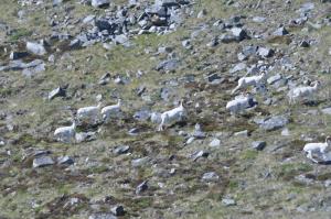 Sheep Lick and trails