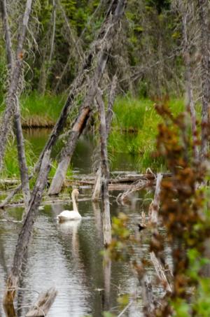 Klukshu Wetlands