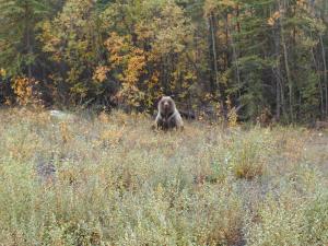 Elk and bear viewing