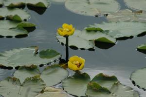 Tthe Ndu Lake