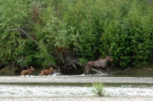 Moose calving area