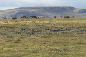 Fortymile Caribou