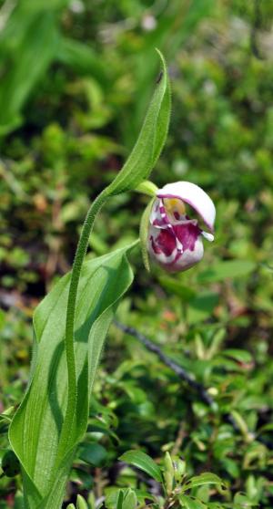 Orchid Acres