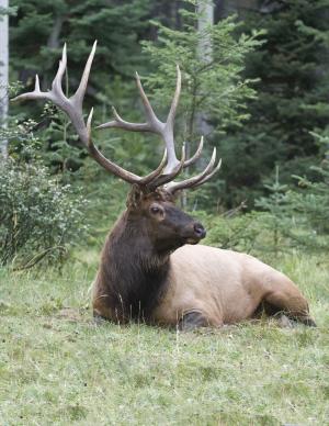 Elk Viewing