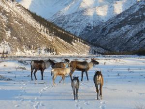 Horseranch caribou herd