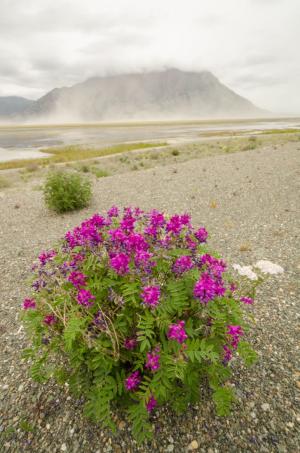 Kluane Lake viewpoint