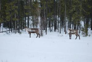 Little Rancheria caribou herd