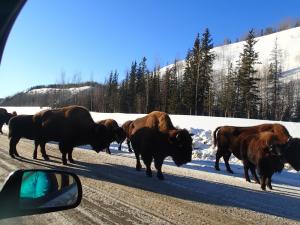 Nordquist Bison Herd