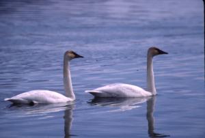 Swan Lakes