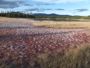 Takhini Salt Flats