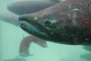 Fish Ladder