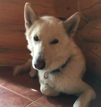 Moose the white husky.