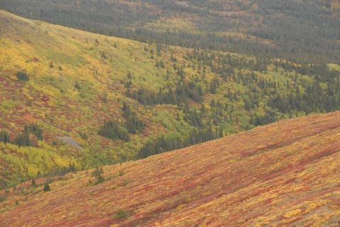 Montana Mountain, autumn colours