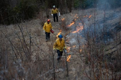 Wildland firefighters conduct a prescribed burn near Whitehorse in 2025.