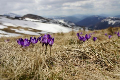 Crocus flowers emerging