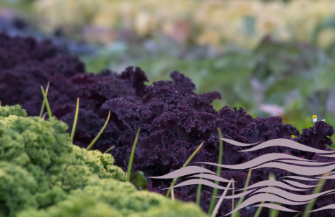 Row of purple and green cabbage