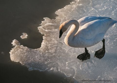 A photo of a swan walking on the icy edge of a lake, taken by Takeshi Hanatani Photography.