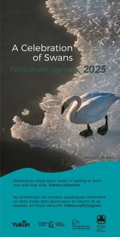Poster for the 2025 A Celebration of Swans