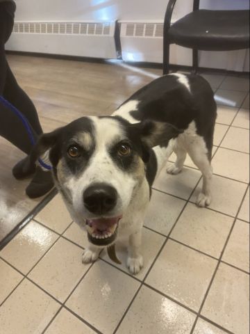 Found dog september 2026