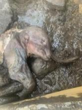 Nun cho ga, the mummified woolly mammoth calf, in situ at Eureka Creek. Photo credit: Courtesy of Treadstone Gold