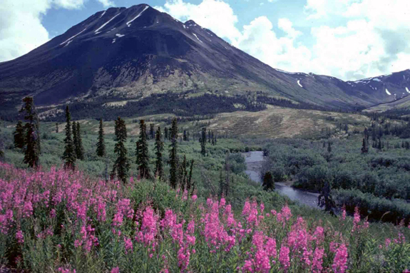 Fireweed | Government of Yukon