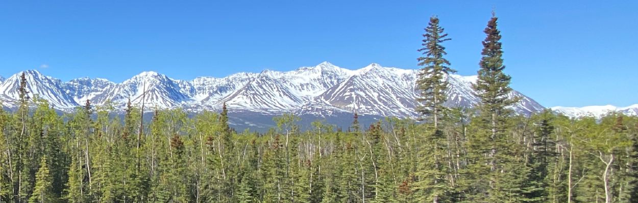 Snow covered mountains with green spruce trees in foreground