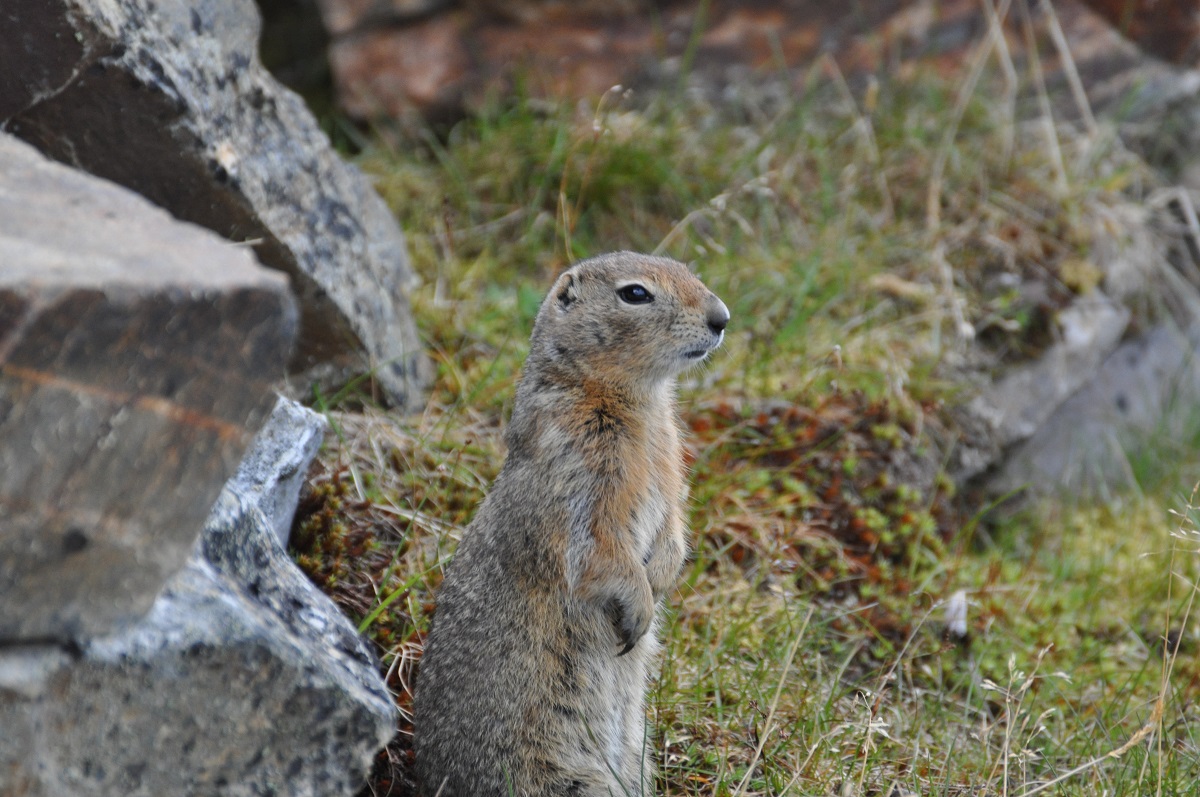 Arctic Ground Squirrel.