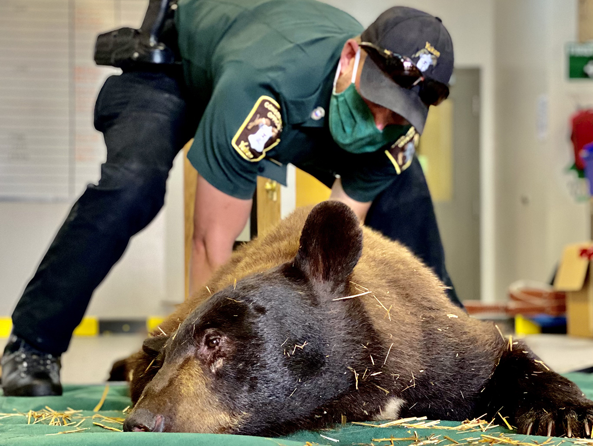 A conservation officer handles a tranquilized bear.