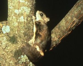 Northern Flying Squirrel.