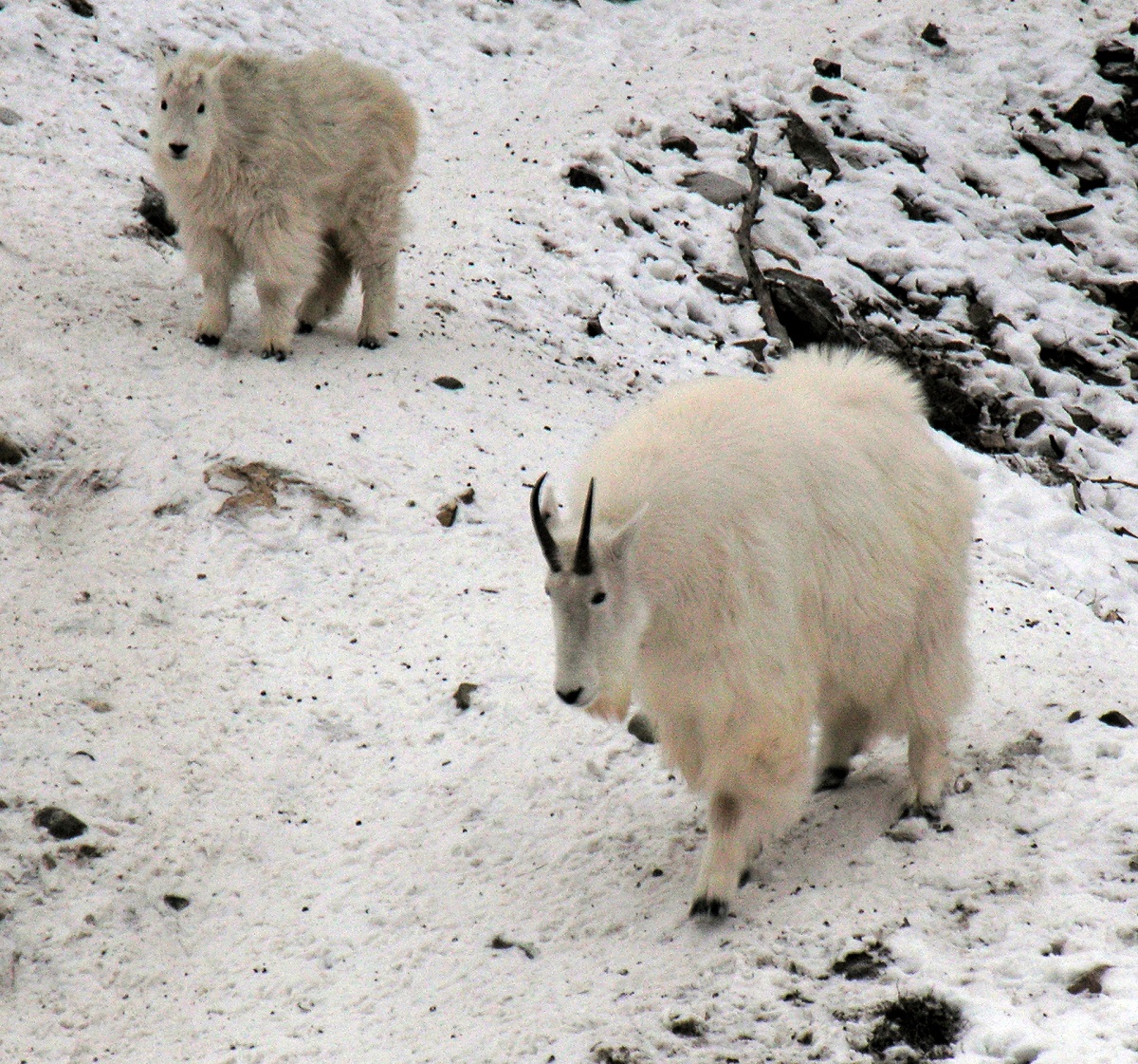 Mountain Goat | Government of Yukon