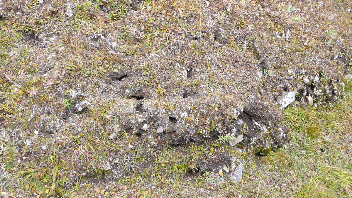 Lemming burrows.