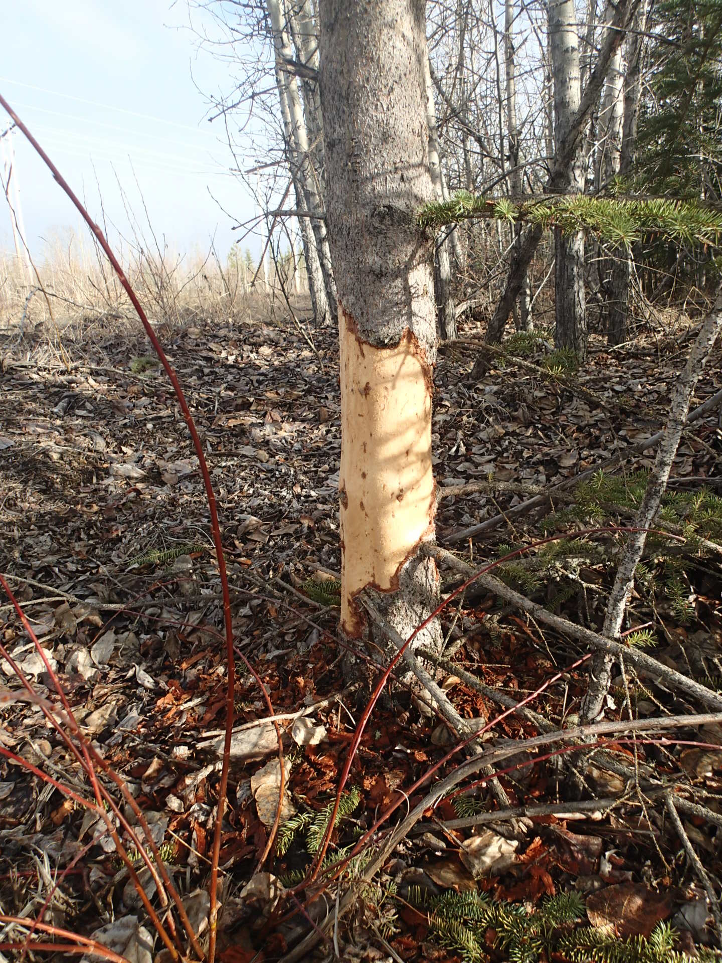 Photo of tree with bark chewed by porcupine.