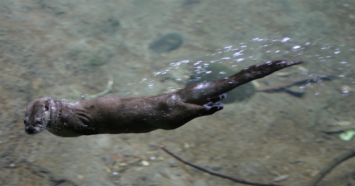 River otter swimming.