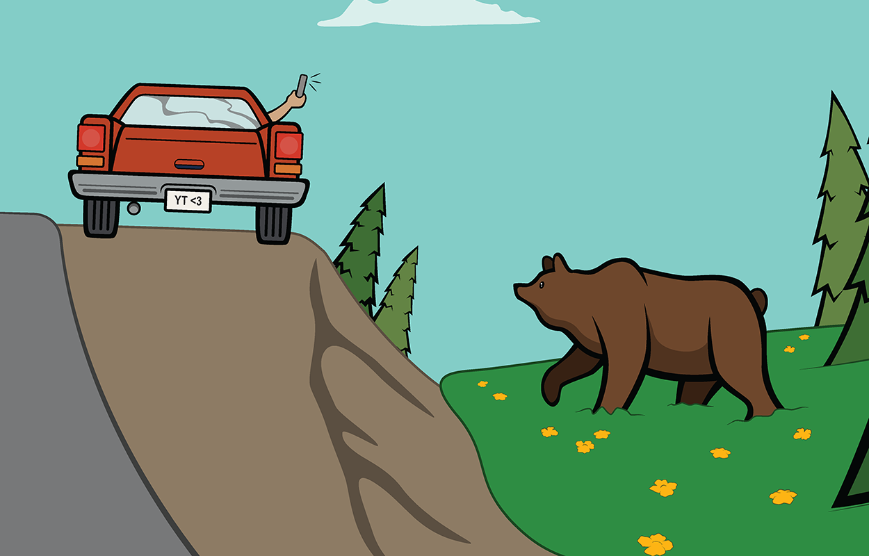 Cartoon of a person taking a photo of a bear from a car.