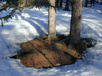 Tree base