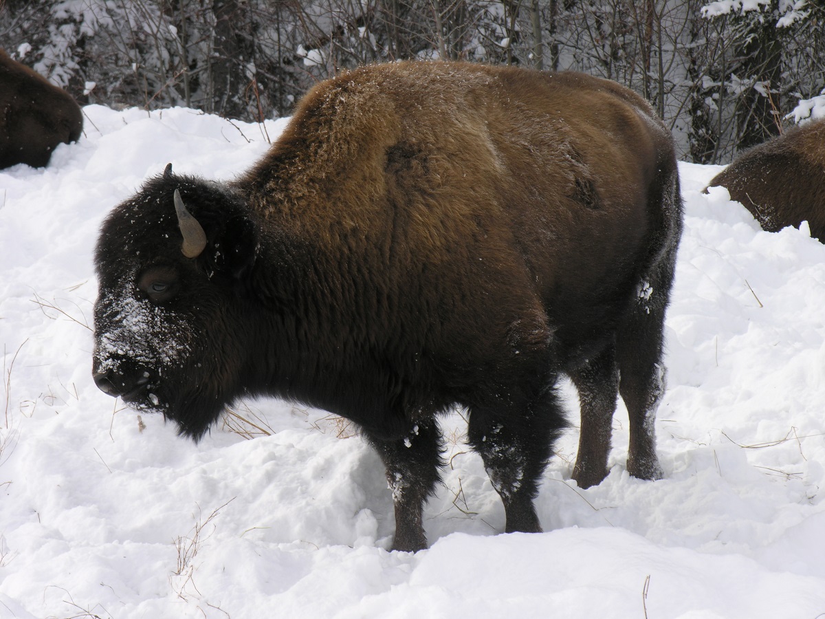Bison des bois | Government of Yukon