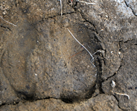 Photograph of Woodland Caribou tracks in the mud.