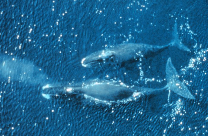 Bowhead Whales.