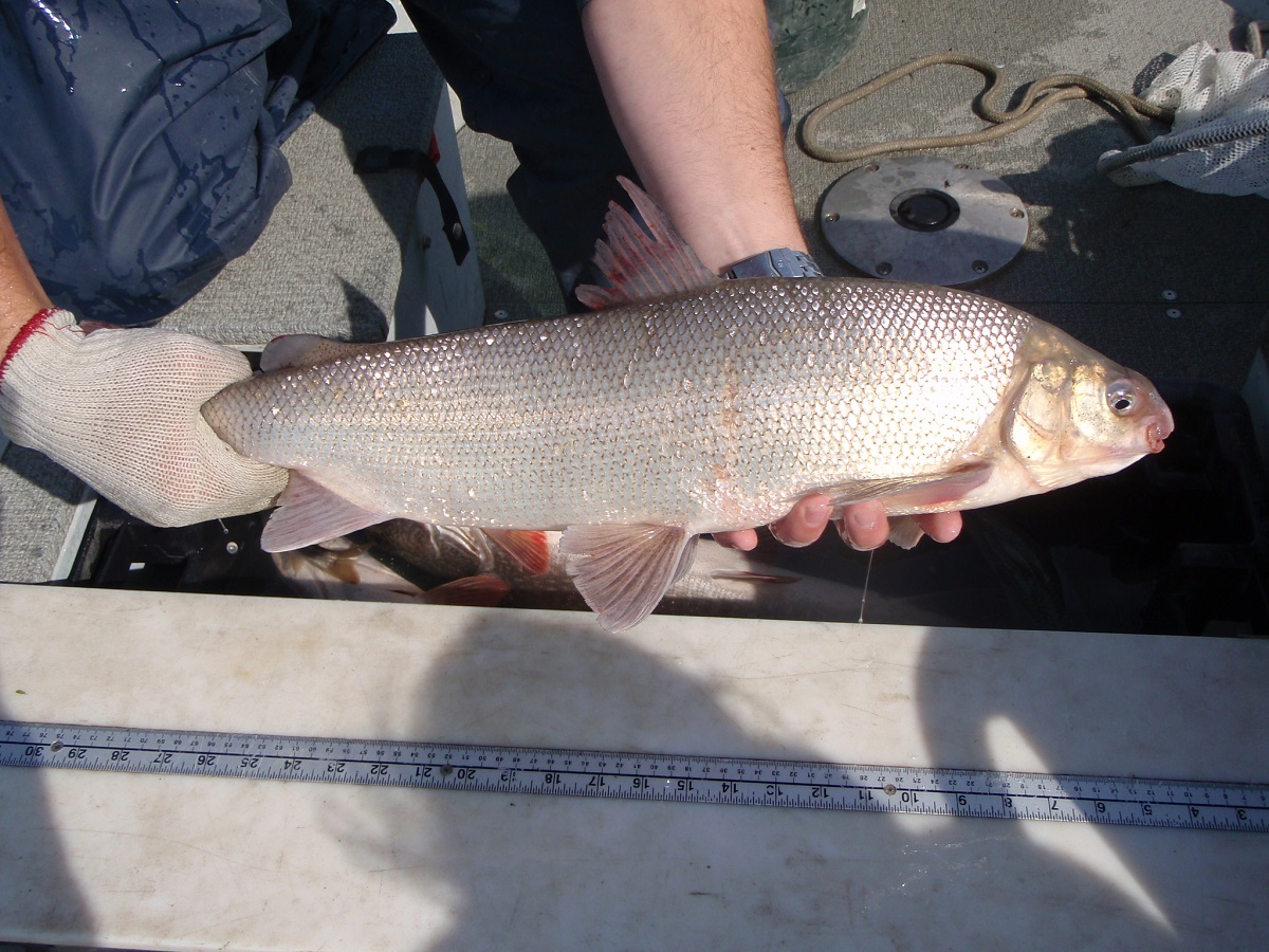 Broad Whitefish