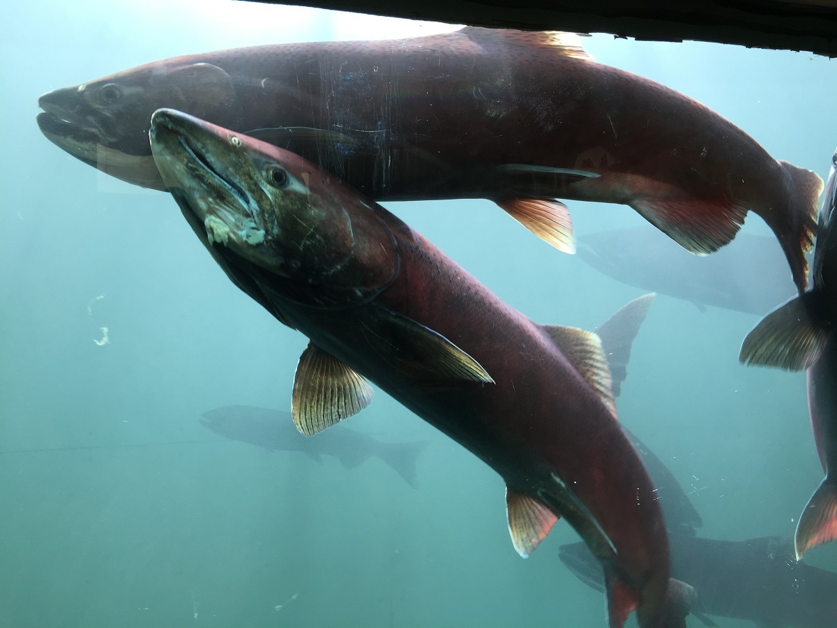 Chinook Salmon at the Whitehorse Fish Ladder.