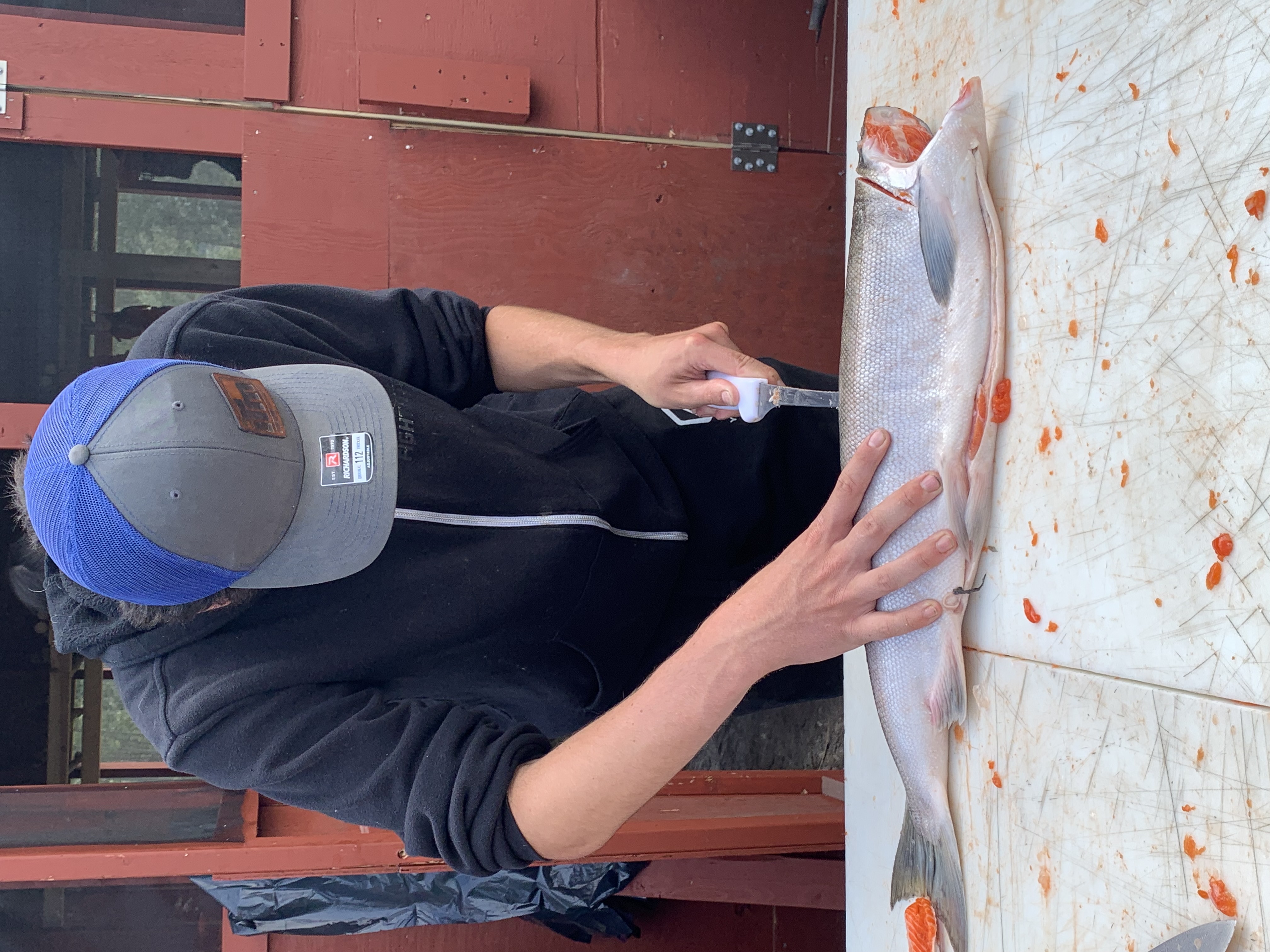 A youth fillets a salmon at Trʼondëk Hwëchʼin’s First Fish camp 